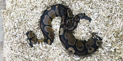 A ball python snake relaxes on a substrate of Dominion Hemp Bmp bedding