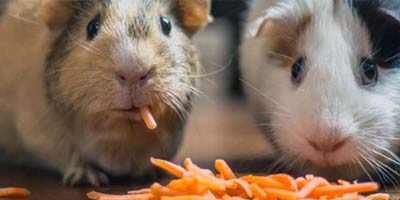 Two hamsters look at the camera while eating