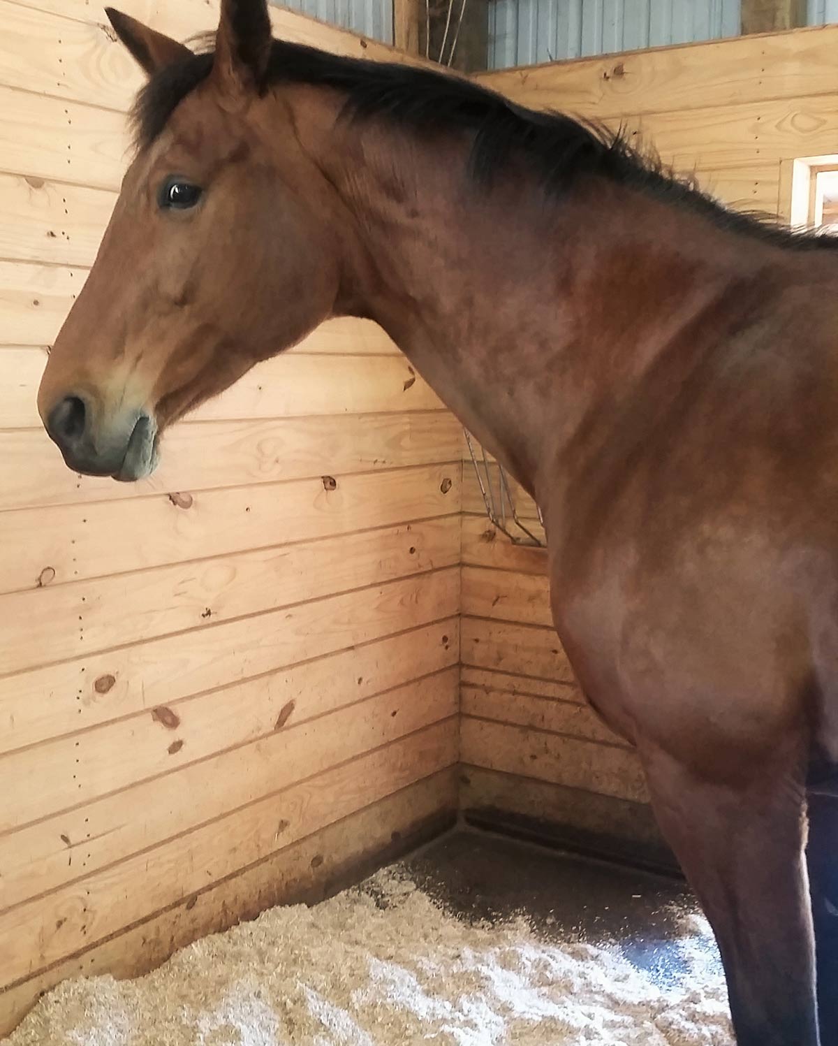 A brown horse in a stall with hemp bedding