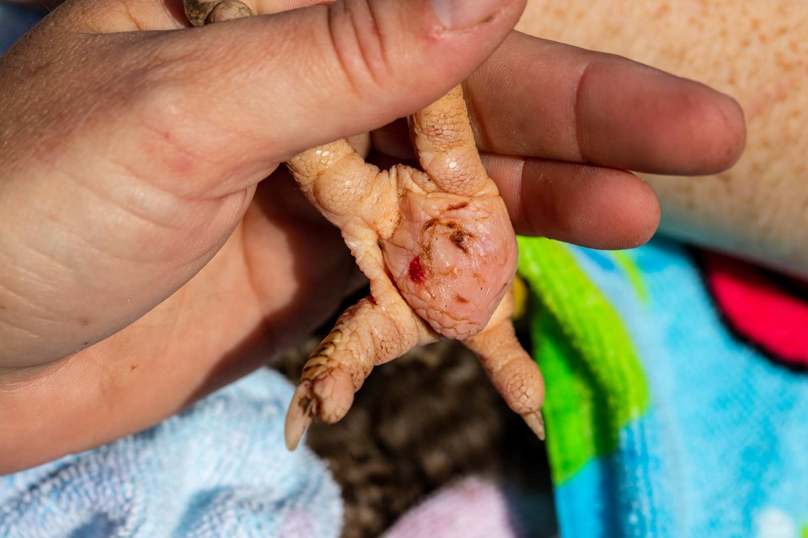 Closeup of a chicken's foot showing clear signs of Bumblefoot sores