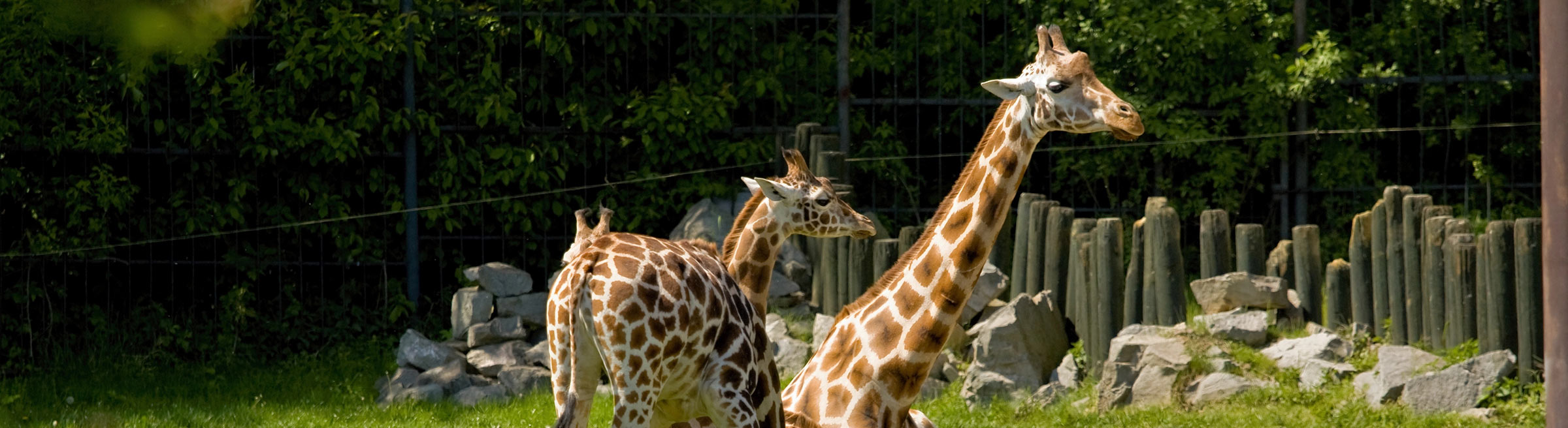 Giraffes enjoy their Dominion Hemp hemp bedding at The Maryland Zoo
